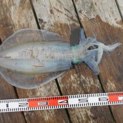 こかわ渡船　雅丸 釣果