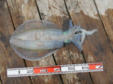 こかわ渡船　雅丸 釣果