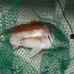 HARUKA丸 はるかまる 釣果