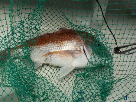 HARUKA丸 はるかまる 釣果