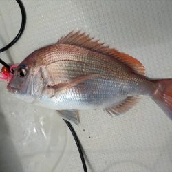 HARUKA丸 はるかまる 釣果