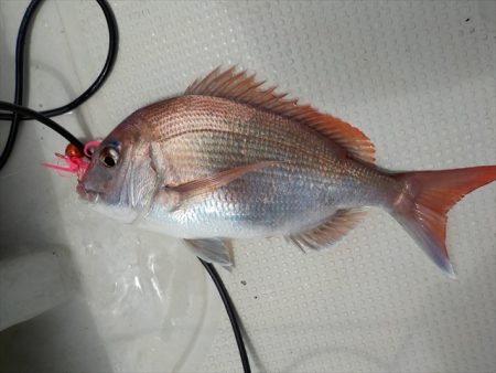 HARUKA丸 はるかまる 釣果