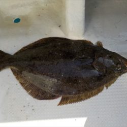 HARUKA丸 はるかまる 釣果