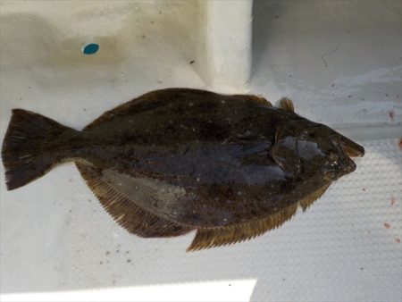 HARUKA丸 はるかまる 釣果