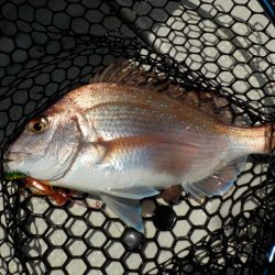 HARUKA丸 はるかまる 釣果