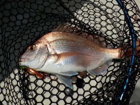 HARUKA丸 はるかまる 釣果