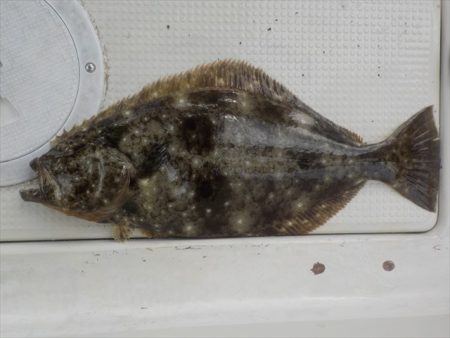 HARUKA丸 はるかまる 釣果