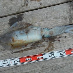 こかわ渡船　雅丸 釣果