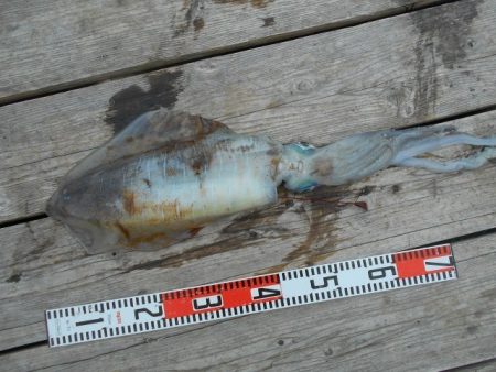 こかわ渡船　雅丸 釣果