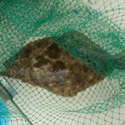 HARUKA丸 はるかまる 釣果