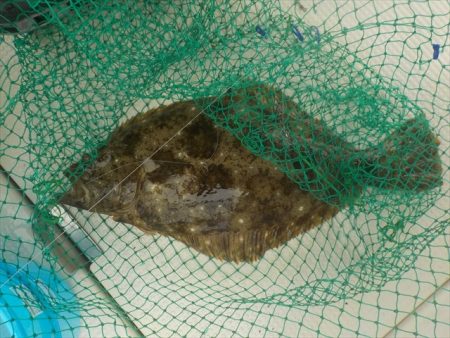 HARUKA丸 はるかまる 釣果