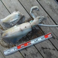 こかわ渡船　雅丸 釣果