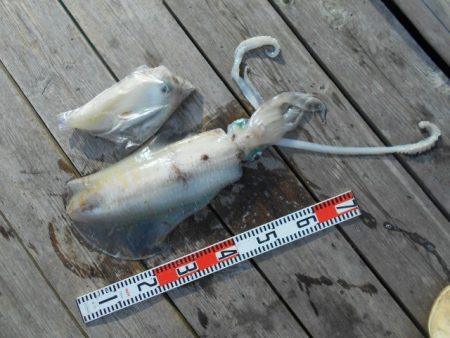 こかわ渡船　雅丸 釣果