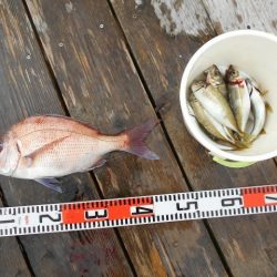 こかわ渡船　雅丸 釣果