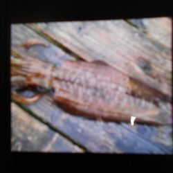 こかわ渡船　雅丸 釣果