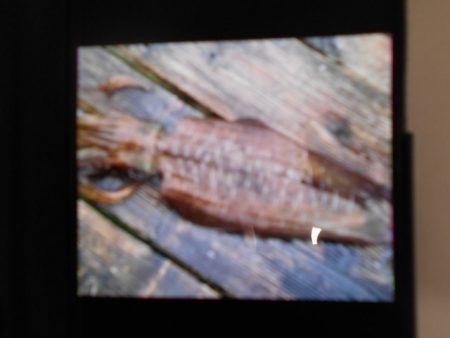 こかわ渡船　雅丸 釣果