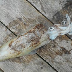 こかわ渡船　雅丸 釣果