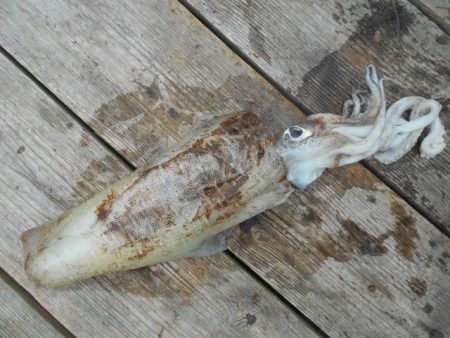 こかわ渡船　雅丸 釣果