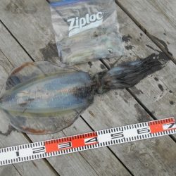 こかわ渡船　雅丸 釣果