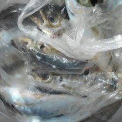 こかわ渡船　雅丸 釣果