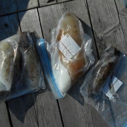 こかわ渡船　雅丸 釣果