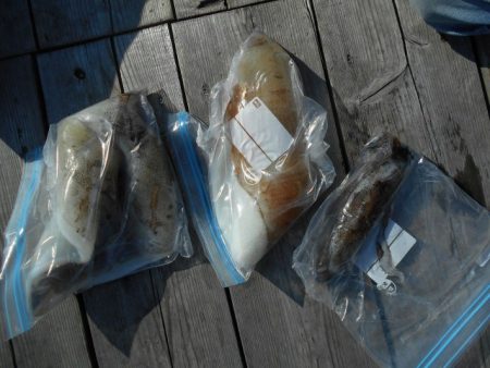 こかわ渡船　雅丸 釣果