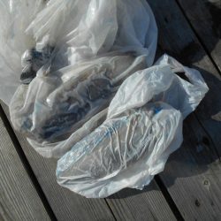 こかわ渡船　雅丸 釣果