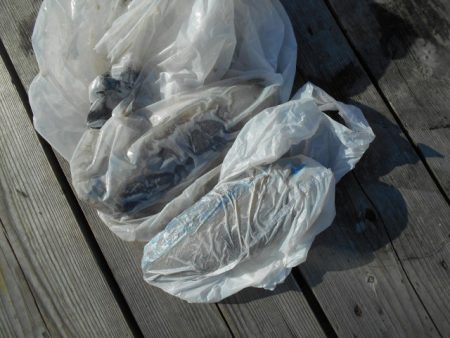 こかわ渡船　雅丸 釣果