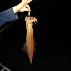 ジギング船 BLUEWATER 釣果