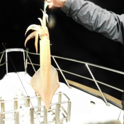 ジギング船 BLUEWATER 釣果