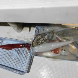 ジギング船 BLUEWATER 釣果