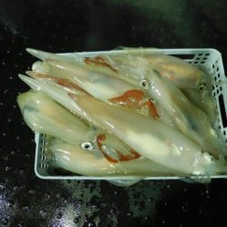 ジギング船 BLUEWATER 釣果