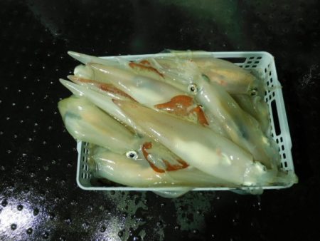 ジギング船 BLUEWATER 釣果