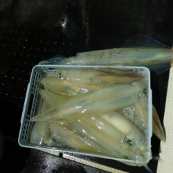 ジギング船 BLUEWATER 釣果