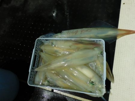 ジギング船 BLUEWATER 釣果