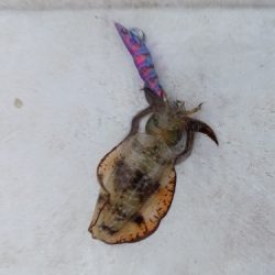 フィッシングボート空風(そらかぜ) 釣果