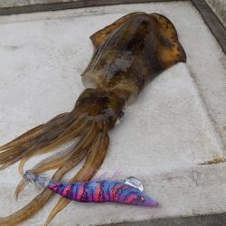 フィッシングボート空風(そらかぜ) 釣果