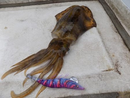 フィッシングボート空風(そらかぜ) 釣果