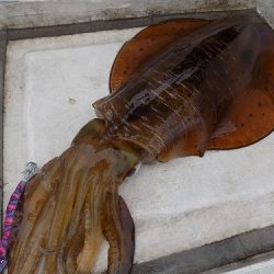 フィッシングボート空風(そらかぜ) 釣果