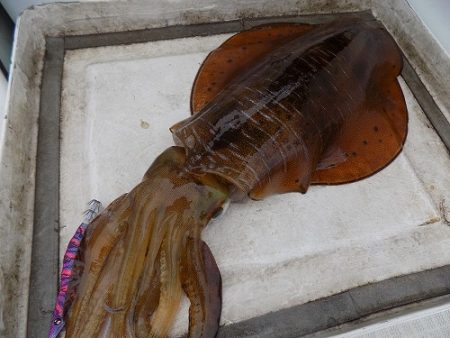 フィッシングボート空風(そらかぜ) 釣果