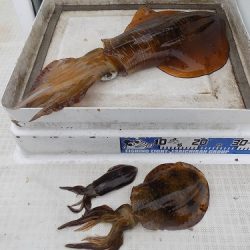 フィッシングボート空風(そらかぜ) 釣果