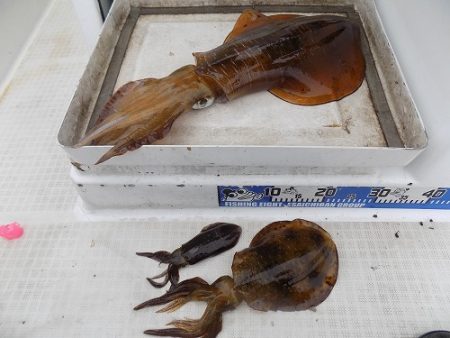 フィッシングボート空風(そらかぜ) 釣果