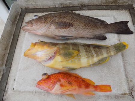 フィッシングボート空風(そらかぜ) 釣果