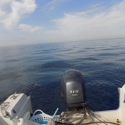 フィッシングボート空風(そらかぜ) 釣果