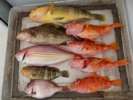 フィッシングボート空風（そらかぜ） 釣果