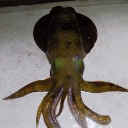 フィッシングボート空風(そらかぜ) 釣果