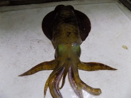 フィッシングボート空風(そらかぜ) 釣果