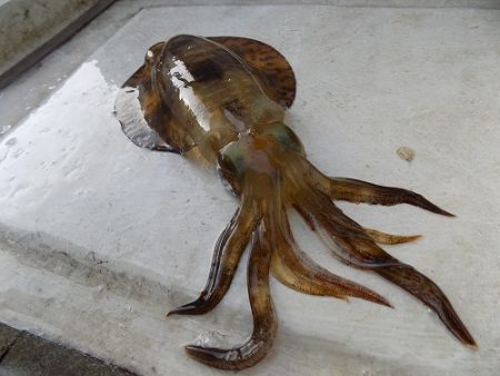 フィッシングボート空風(そらかぜ) 釣果