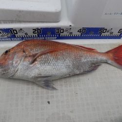 フィッシングボート空風(そらかぜ) 釣果