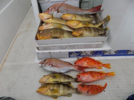 フィッシングボート空風(そらかぜ) 釣果